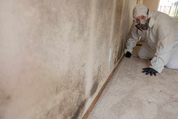 Best Basement Mold Removal  in Duncan Falls, OH
